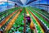 Chuyển đổi số thúc đẩy phát triển kinh tế tuần hoàn trong nông nghiệp ở Việt Nam