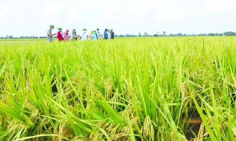 Giải pháp tối ưu hóa nguồn lực hướng tới phát triển nông nghiệp bền vững - Từ thực tiễn tỉnh Hưng Yên