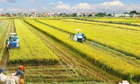Tính tất yếu của phát triển kinh tế vùng chuyên canh trong tái cơ cấu nông nghiệp ở nước ta hiện nay
