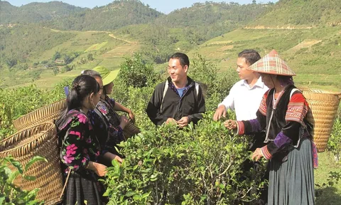 Thực hiện chính sách giảm nghèo đối với đồng bào dân tộc thiểu số trên địa bàn tỉnh Bình Phước