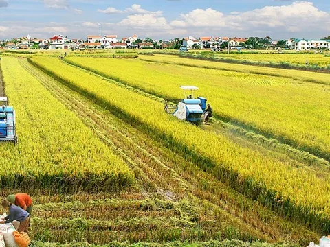 Tính tất yếu của phát triển kinh tế vùng chuyên canh trong tái cơ cấu nông nghiệp ở nước ta hiện nay