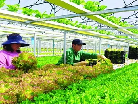 Thu hút doanh nghiệp nhỏ và vừa trong phát triển nông nghiệp xanh ở tỉnh Lâm Đồng